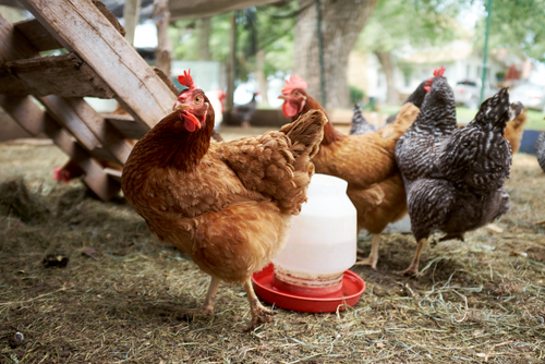 Chatsworth Farmyard & Adventure Playground