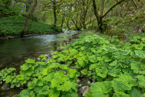 Cheedale stepping stones – Cliffs Chee Dale Loop from Priestcliffe